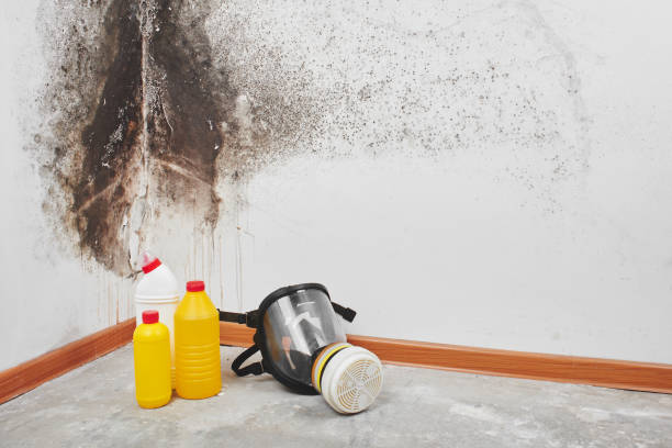  Fredericksburg, VA Mold Removal Pros