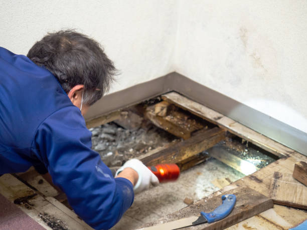Best Mold Removal Near Me  in Fredericksburg, VA