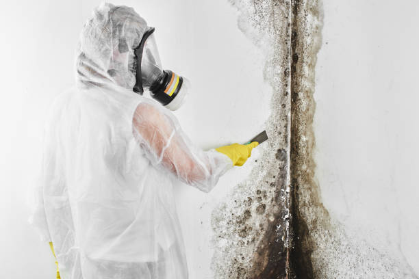Best Professional Mold Removal  in Fredericksburg, VA