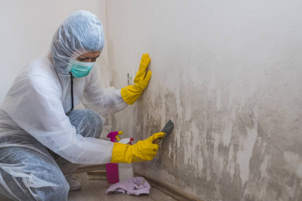 Best Mold Testing  in Fredericksburg, VA