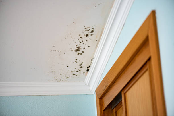 Best Mold Removal Company Near Me  in Fredericksburg, VA