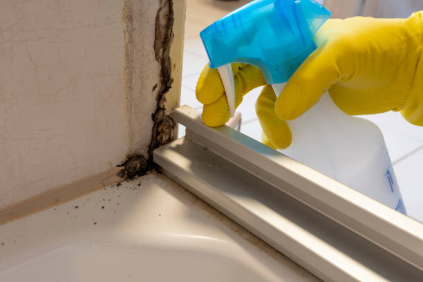 Best Residential Mold Removal  in Fredericksburg, VA