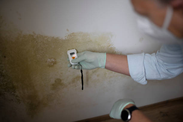 Best Mold Remediation  in Fredericksburg, VA