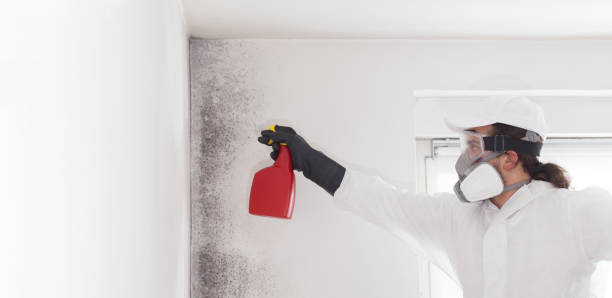 Best Fast Mold Removal  in Fredericksburg, VA