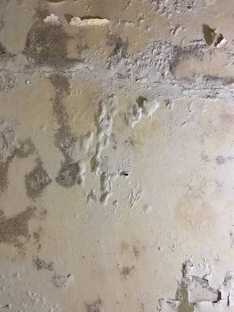 Best Commercial Mold Removal  in Fredericksburg, VA