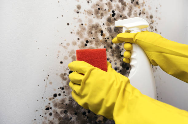 Best Black Mold Removal  in Fredericksburg, VA