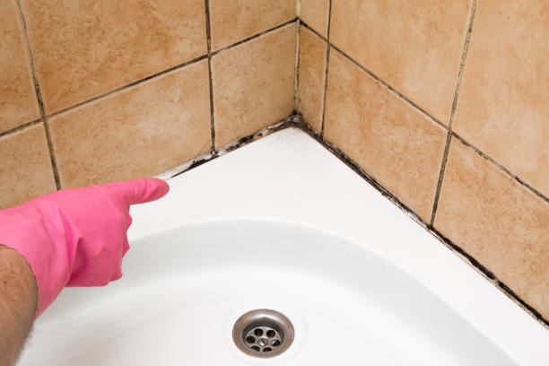 Best Crawl Space Mold Removal  in Fredericksburg, VA